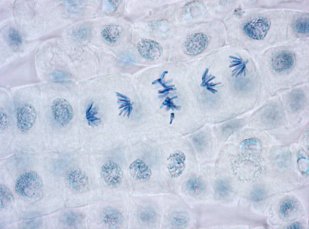 顕微鏡の画像、分裂中期 anaphase 植物細胞 - genetic modification genetic mutation genetic research vegetable ストックフォトと画像