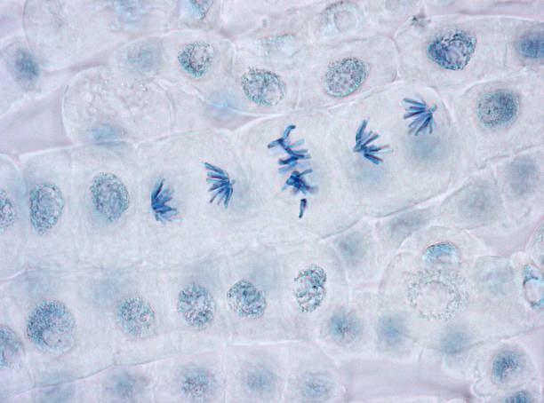 istock Microscope image of metaphase and anaphase in plant cells 155597528