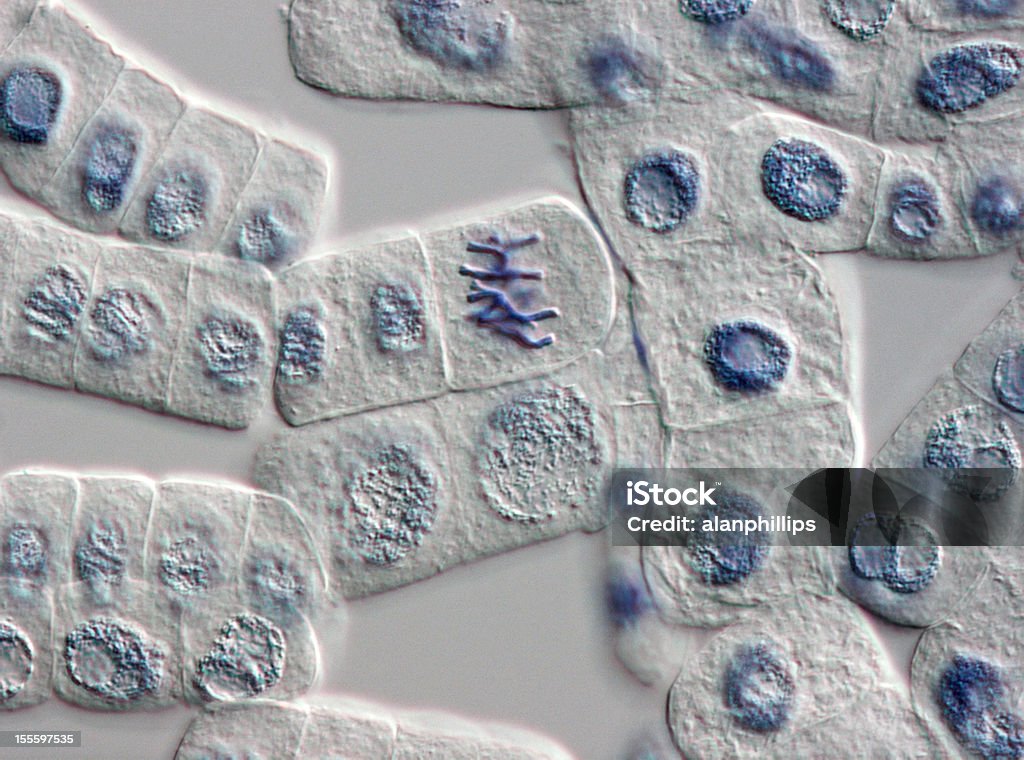 공장요 세포 때묻은 경우 핵과 통해 중기 세포의 시 - 로열티 프리 유사 분열 스톡 사진