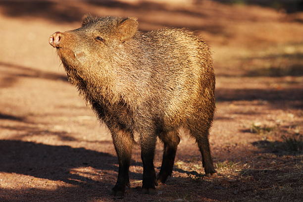 Young wild javelina - Pecari tajacu - sniffs the air to remain alert to danger while searching for food.  The collared peccary has a strong resemblance to pigs. Like pigs, it has a snout ending in a cartilagenous disc, and eyes that are small relative to its head. Also like pigs, it uses only the middle two digits for walking, although, unlike pigs, the other toes may be altogether absent. Peccaries are omnivores, and will eat small animals, although their preferred food consists of roots, grass, seeds, fruit, and cacti - particularly prickly pear cacti. They have a distinct obnoxious body odor that can be detected upon approaching them - often this betrays their presence before seeing them.  Yavapai County, Arizona, 2012.
