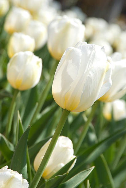 White Tulips stock photo