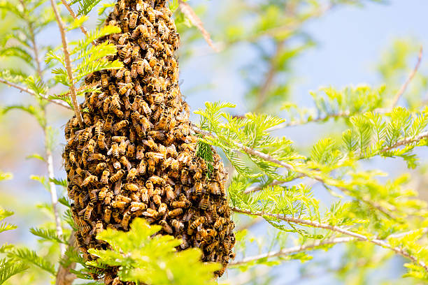 pszczoły miodnej swarm - bee swarm of insects beehive tree zdjęcia i obrazy z banku zdjęć