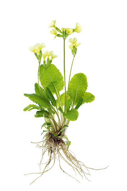 complete primrose plant (cowslip / primula veris) isolated on white  primula stock pictures, royalty-free photos & images