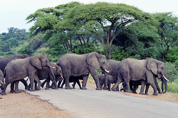 istock Elephants herding across the road with young in Zimbabwe 155597812