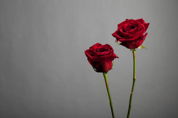 istock Flowers on gray with copy space series: Two red roses 155597820