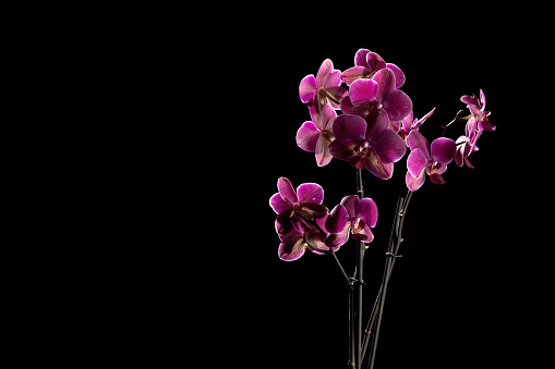 Flowers on black with copy space series: Orchid