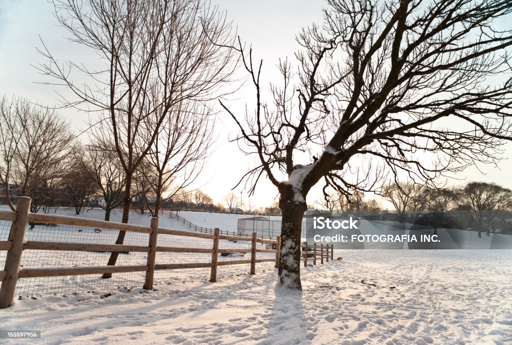 Inverno em Ontário - Foto de stock de Azul royalty-free