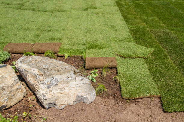 istock Freshly laid rolled lawn with rocks 1555979715