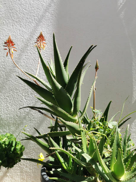 Aloe Vera Plant stock photo