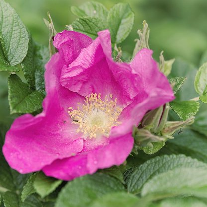 Looking inside a blooming  rosa rugosa.