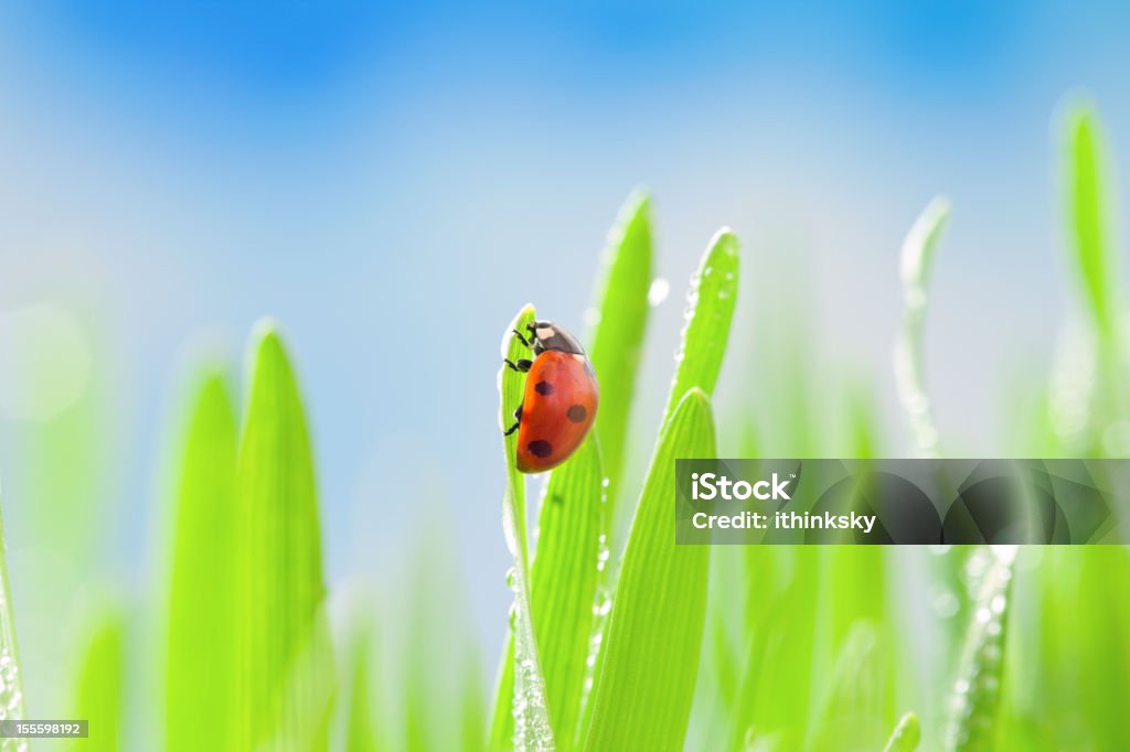 Marienkäfer auf Gras - Lizenzfrei Bildschärfe Stock-Foto