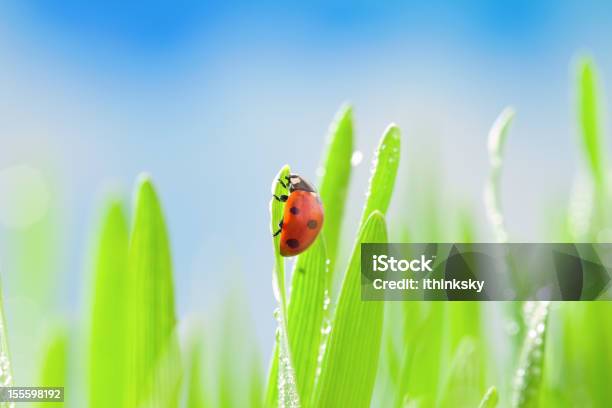 Marienkäfer Auf Gras Stockfoto und mehr Bilder von Bildschärfe - Bildschärfe, Blatt - Pflanzenbestandteile, Blau