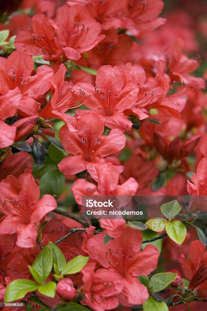 Éclosion d'une fleur rouge Azalée japonais. - Photo de Hibiscus libre de droits