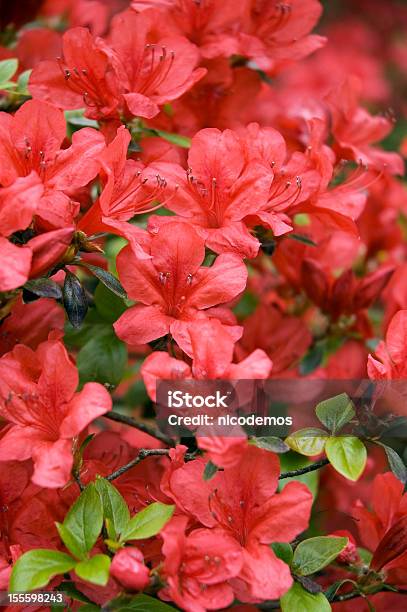 Photo libre de droit de Éclosion Dune Fleur Rouge Azalée Japonais banque d'images et plus d'images libres de droit de Hibiscus - Hibiscus, Rouge, Nature