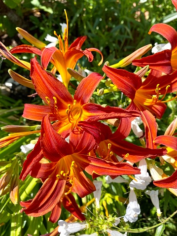 Beautiful orange day lilies in a garden in summer