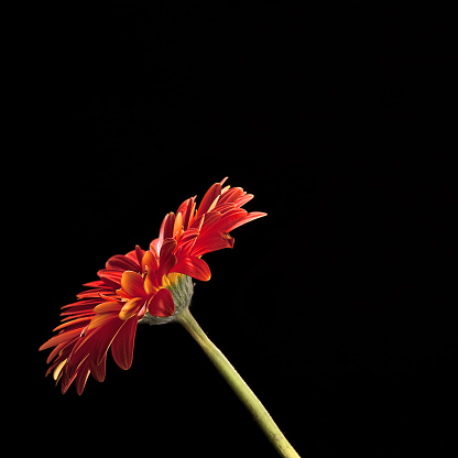 Flowers on black with copy space series: Orange gerbera daisy