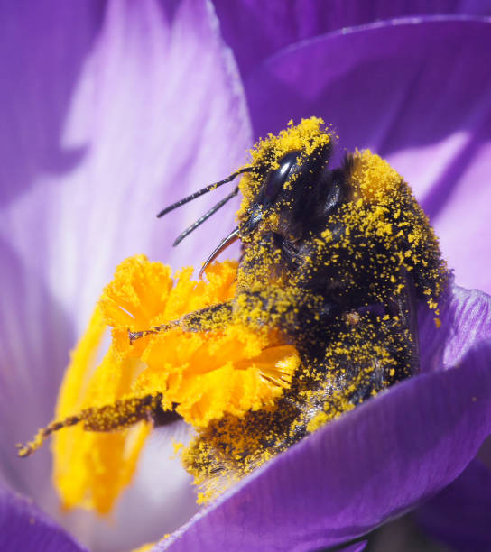 bumble ape su croco - insect animal eye flower flower head foto e immagini stock