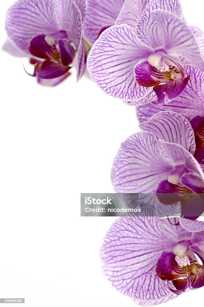 Orquídea Rosa Moldura - Royalty-free Beleza Foto de stock