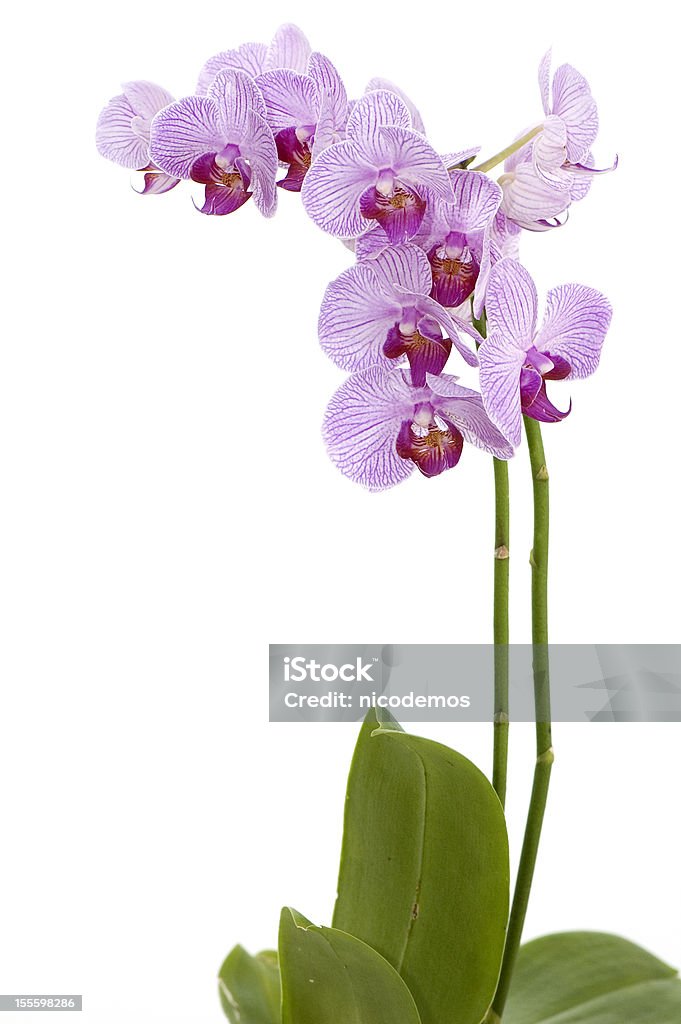 Rosa Orchid - Foto de stock de Fondo blanco libre de derechos