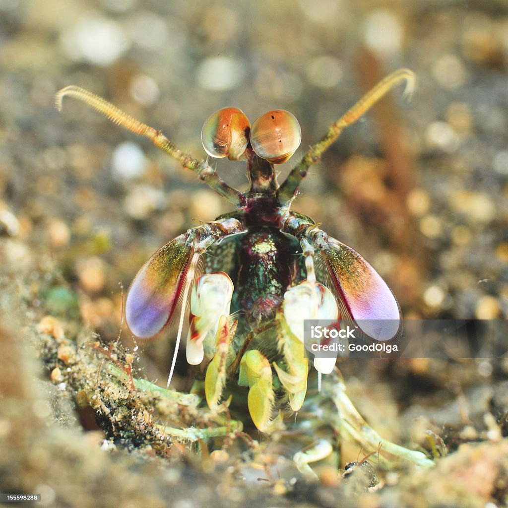 Mantis shrimp Macro shot of a mantis shrimp underwater Mantis Shrimp Stock Photo
