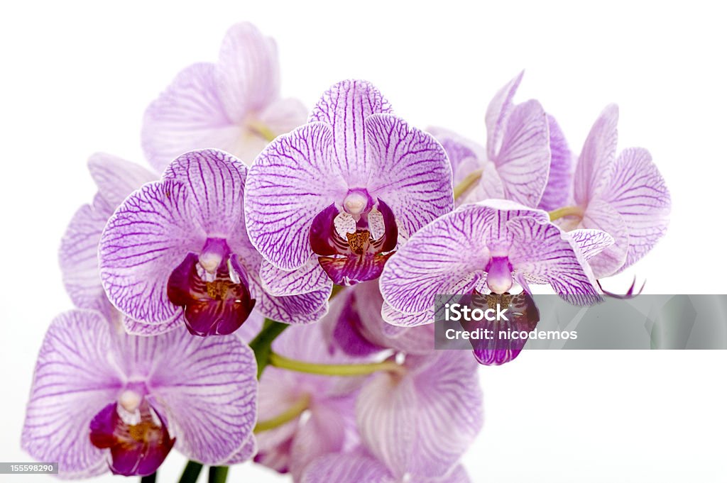 Różowy orchidea - Zbiór zdjęć royalty-free (Bez ludzi)