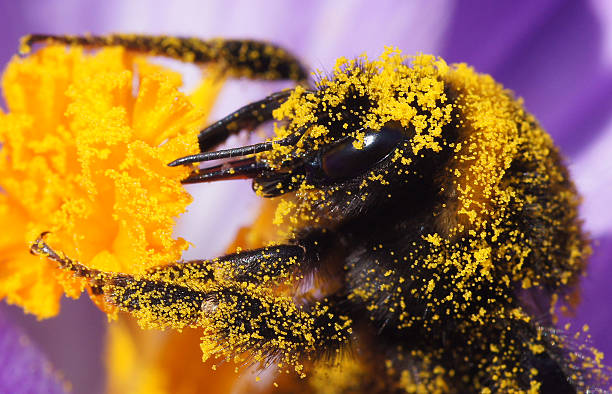 Bumble bee in flowers
