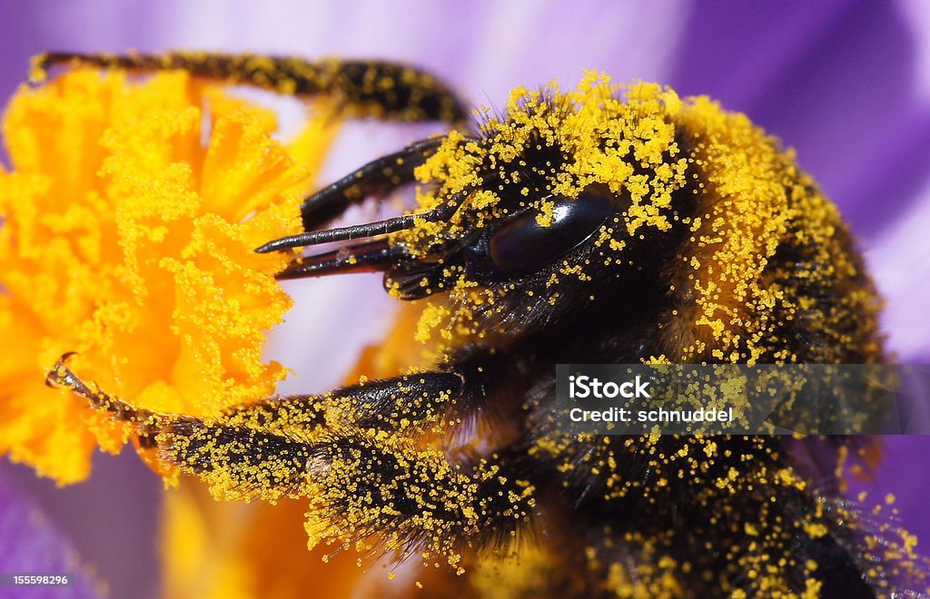 Detail of a bumble bee  Pollen Stock Photo