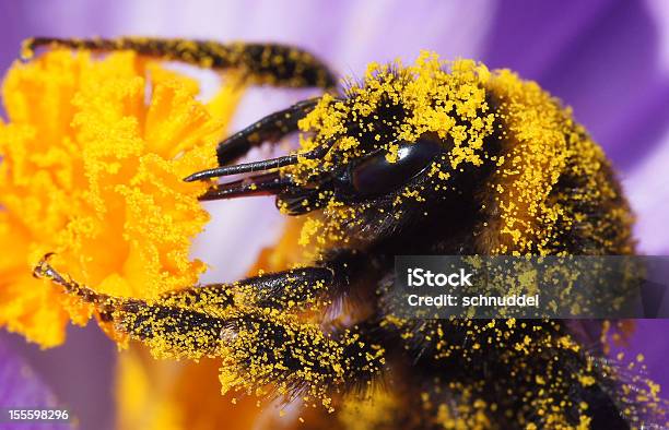 Detail Of A Bumble Bee Stock Photo - Download Image Now - Pollen, Bumblebee, Crocus