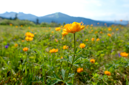 Valley of orange flowers. green summer meadow at the mountains background. Spring blooming landscape