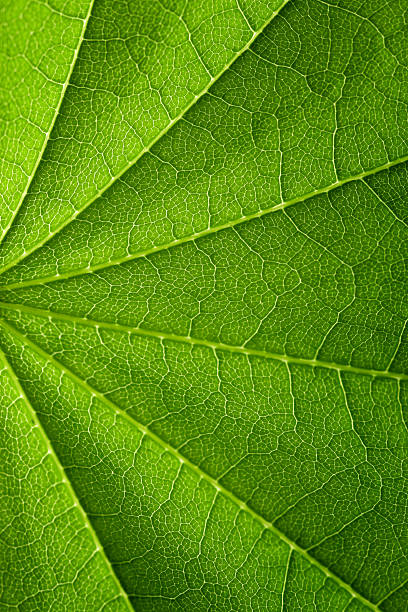 Feuille de série - Photo