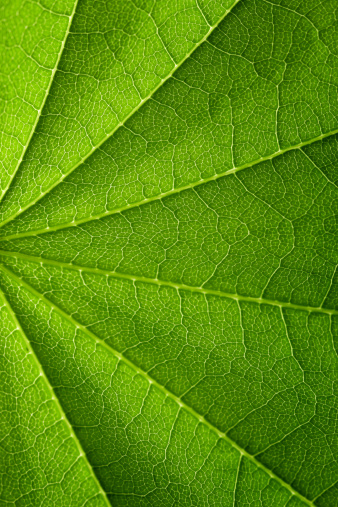 Close-up of the leaf veins from clockvines (thunbergia spp.) tree in the garden, Hue city, Vietnam