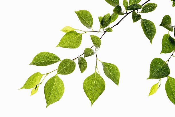 leaf series - blatt pflanzenbestandteile stock-fotos und bilder