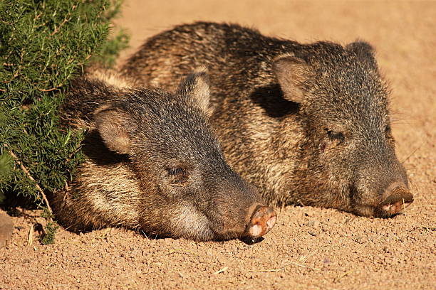 Javelina Pecari tajacu Peccary Friends Young wild javelina juveniles lay side by side in the morning sunshine before starting their day.   The collared peccary has a strong resemblance to pigs. Like pigs, it has a snout ending in a cartilagenous disc, and eyes that are small relative to its head. Also like pigs, it uses only the middle two digits for walking, although, unlike pigs, the other toes may be altogether absent. Peccaries are omnivores, and will eat small animals, although their preferred food consists of roots, grass, seeds, fruit, and cacti - particularly prickly pear cacti. They have a distinct obnoxious body odor that can be detected upon approaching them - often this betrays their presence before seeing them.  Yavapai County, Arizona, 2012. javelina stock pictures, royalty-free photos & images