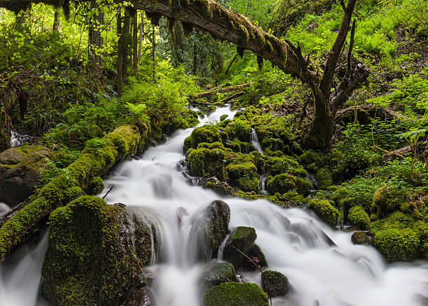 Wild forest waterfall idyllic green wilderness Clear mountain stream tumbling through moss covered rocks in an idyllic vibrant green forest wilderness. ProPhoto RGB profile for maximum color fidelity and gamut. pacific crest trail stock pictures, royalty-free photos & images