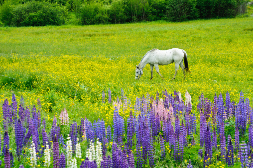 A white horse grazes on yellow buttercups in a pasture half filled with blooming lupine flowers in northern New Hampshire. Focus on horse.