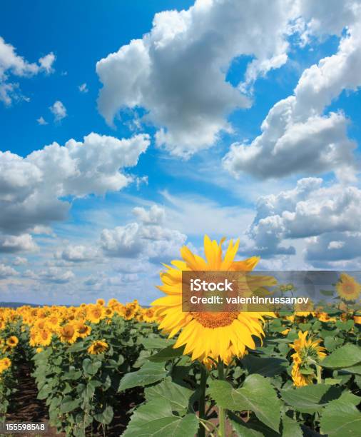 Sunflowers I Piękne Niebo - zdjęcia stockowe i więcej obrazów Bez ludzi - Bez ludzi, Chmura, Fotografika