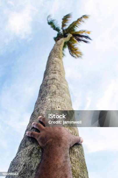 Tropische Szenerie Mit Hand Auf Coconut Palm Tree Trunk Stockfoto und mehr Bilder von Antillen