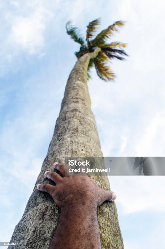 Тропический пейзаж с руки на coconut palm tree trunk - Стоковые фото Антильские острова роялти-фри