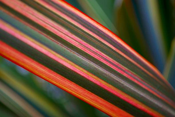 luminoso harakeke lascia lino (nuova zelanda - plant size foto e immagini stock