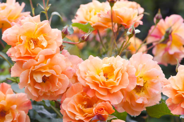 istock Rose flowers Westerland 155598819