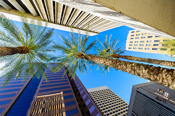 phoenix arizona grattacieli e alberi di palma paesaggio urbano - phoenix foto e immagini stock