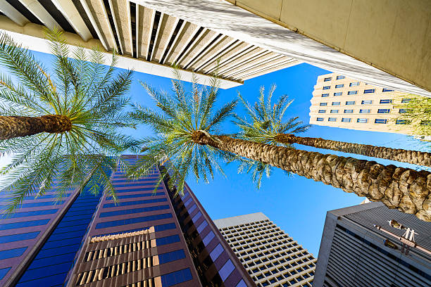phoenix, arizona arranha-céus e palmeiras da cidade - phoenix downtown district skyline city - fotografias e filmes do acervo