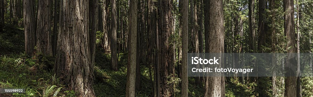 Séquoias géants de Sequoia sempervirens cloud forest panorama - Photo de Séquoia libre de droits