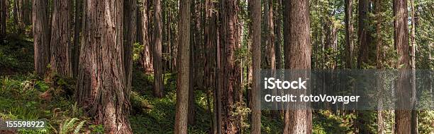 Photo libre de droit de Séquoias Géants De Sequoia Sempervirens Cloud Forest Panorama banque d'images et plus d'images libres de droit de Séquoia