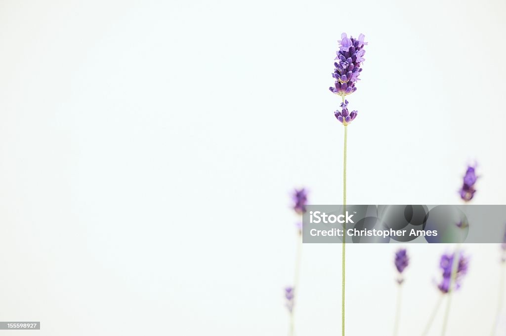 Flores de lavanda - Foto de stock de Aromaterapia royalty-free