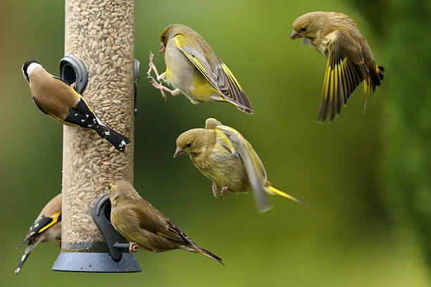 Busy Bird Feeder Greenfinches and Goldfinches on and around a bird feeder. gold finch photos stock pictures, royalty-free photos & images