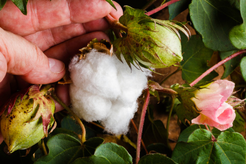 three stages of the cotton plant with flower blossum, pod, and ripe cotton boll