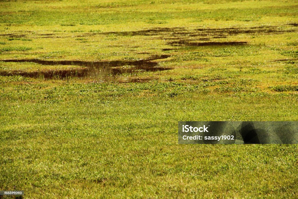 Viel Grassland Wasser Gras - Lizenzfrei Formatfüllend Stock-Foto