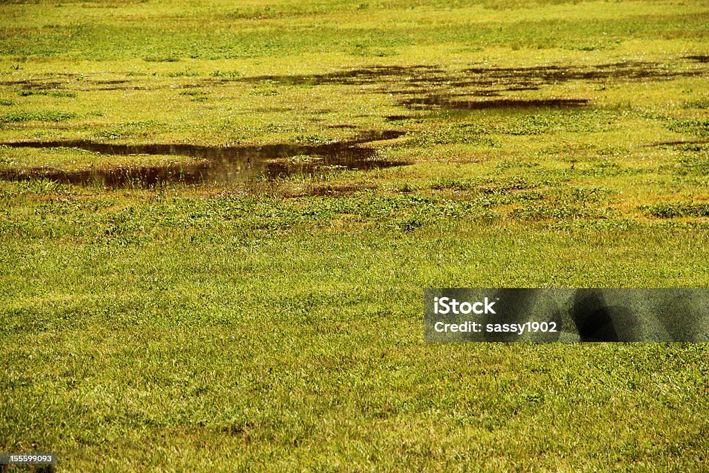 Prateria molta acqua erba - Foto stock royalty-free di Full frame