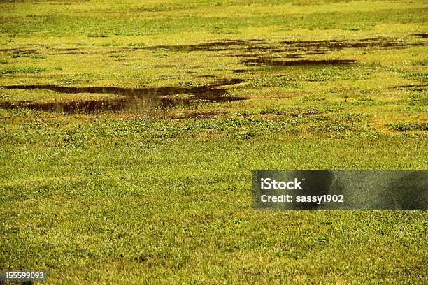 Foto de Inundado Grassland Água Grama e mais fotos de stock de Tela cheia - Tela cheia, Acordo, Ajardinado